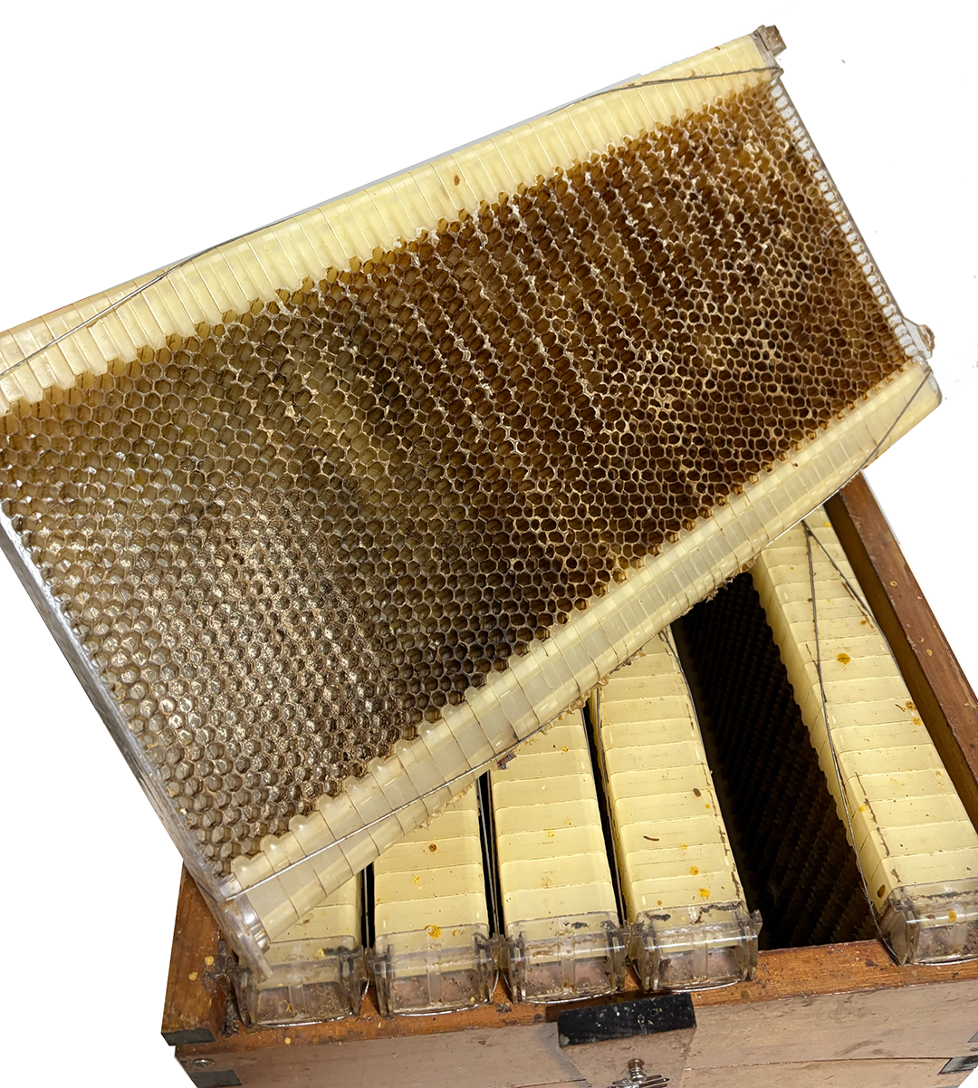 (USED) Flow Hive Equipment